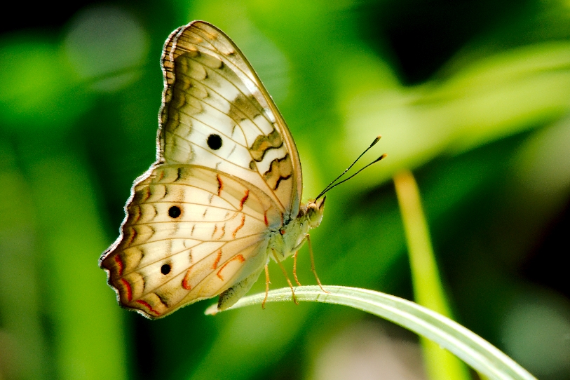 White Peacock