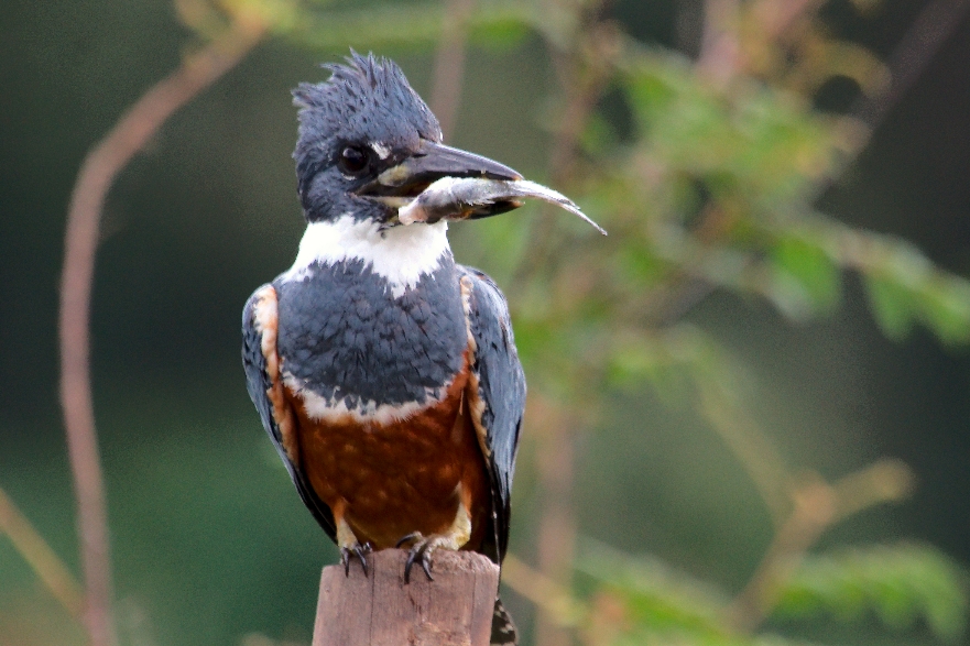 Ringed Kingfisher